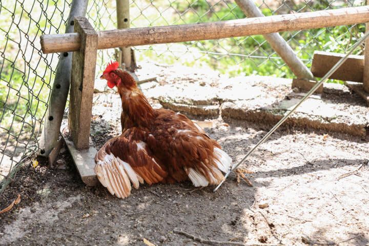 KERBL Fanghaken für Geflügel